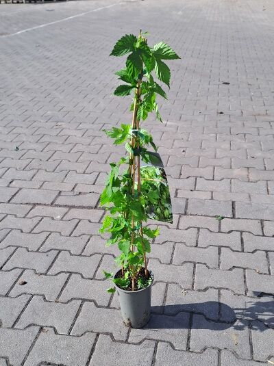 Gewöhnlicher Hopfen (Humulus lupulus) 60-100 cm, C2, Rankpflanze im Topf mit Stab und grünen Blättern