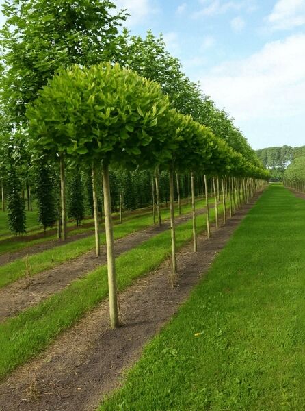 Kugel-Platane ‘Alphen’s Globe’ (Platanus acerifolia), Hochstamm mit kugeliger Krone im Quartier; 225 cm Stamm, 18–20 StU, mit Drahtballen