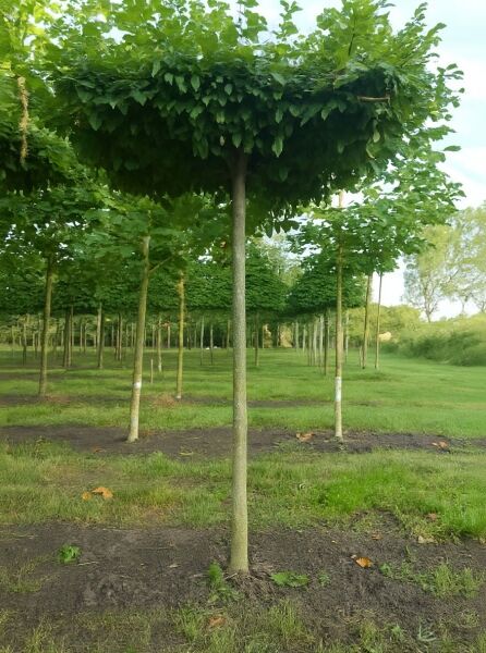 Carpinus betulus „Dachspalier“ (Hainbuche/Weißbuche) mit 270 cm Stamm, Dachspalierkrone mit dichtem, grünem Laub.