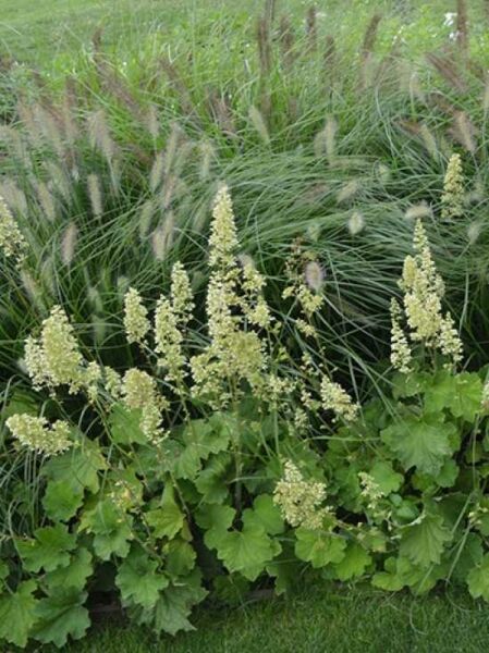 Heuchera villosa var. macrorrhizza / Purpurglöckchen