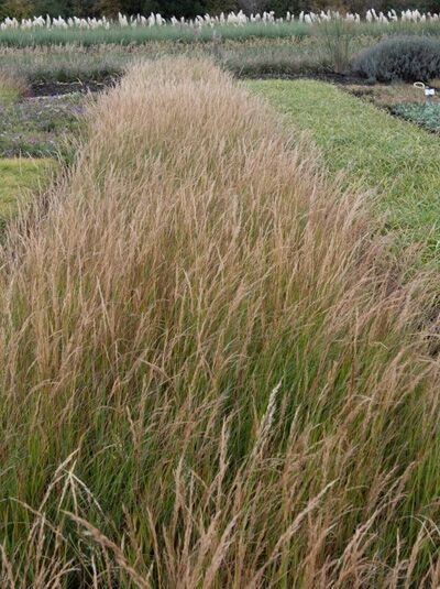 Silberährengras  / Achnatherum calamagrostis