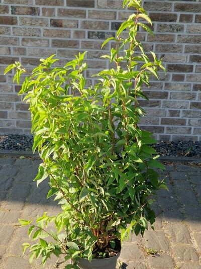 Deutzia scabra 'Plena' (Deutzie 'Plena') im Topf, 80-100 cm C7.5, Strauch mit aufrechtem Wuchs und grünem Laub.