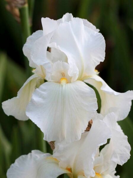 Hohe Bart Iris 'Cliffs of Dover' / Iris barbata-elatior 'Cliffs of Dover'