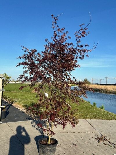Fächer-Ahorn 'Trompenburg' - Acer palmatum 'Trompenburg'