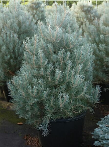 Pinus monophylla / Einnadelige Kiefer, 100–125 cm, C60, buschiger Nadelbaum im Container mit blaugrünen Nadeln.
