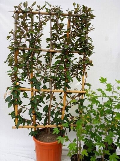 Wintergrüne Ölweide - Elaeagnus ebbingei