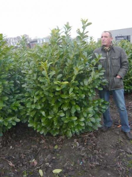 Prunus laurocerasus 'Rotundifolia' – Kirschlorbeer 'Rotundifolia' Solitär 150–175 cm, großblättriger Strauch mit Ballen