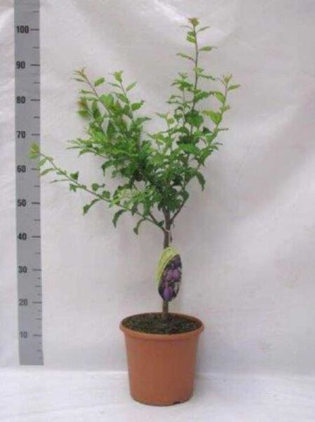 Prunus domestica 'Königin Victoria' / Pflaume 'Königin Victoria', 40 cm Stamm, 80–100 cm Gesamthöhe, C5, im Topf mit Laubtrieb.
