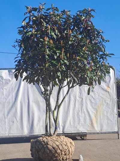 Glanzmispel 'Crunchy' 225-250 cm Schirmform mehrstämmig / Photinia serratifolia 'Crunchy' (874426)