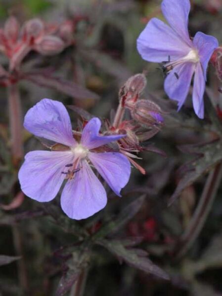 Garten-Storchschnabel 'Midnight Reiter' / Geranium pratense 'Midnight Reiter'