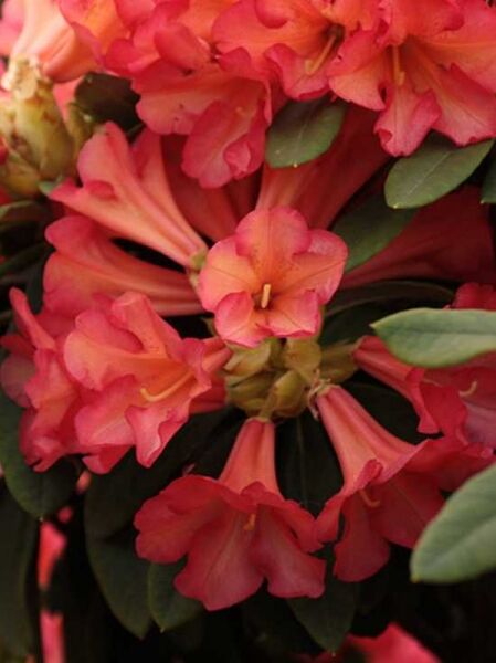 Rhododendron 'Hobbie' / Rhododendron scyphocalyx 'Hobbie'