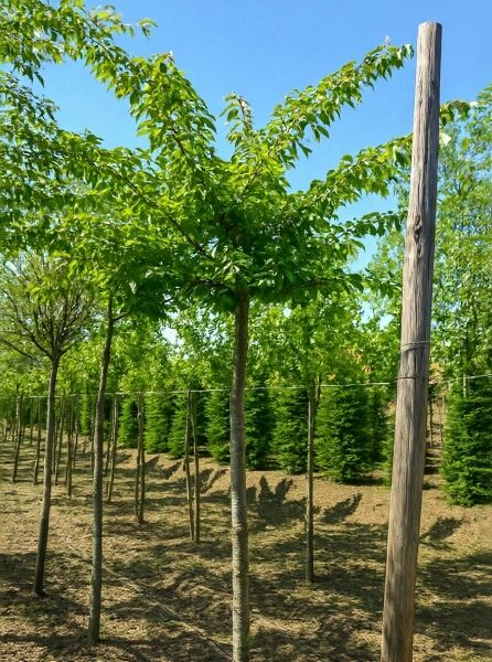 Prunus yedoensis (Tokio-Kirsche) Hochstamm 14-16 StU, junger Baum mit geradem Stamm und grüner Krone in der Baumschule