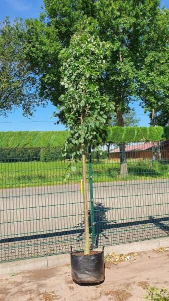 Winter-Linde / Tilia cordata