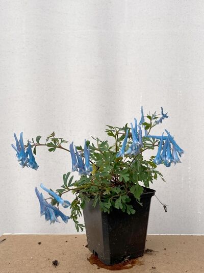 Gebogener Lerchensporn 'Blue Heron' - Corydalis curviflora var. rosthornii 'Blue Heron'