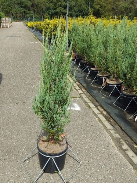 Juniperus scopulorum 'Blue Arrow' / Blauer Raketen-Wacholder, schlank aufrecht im Topf, Höhe 100-125 cm, Container C12