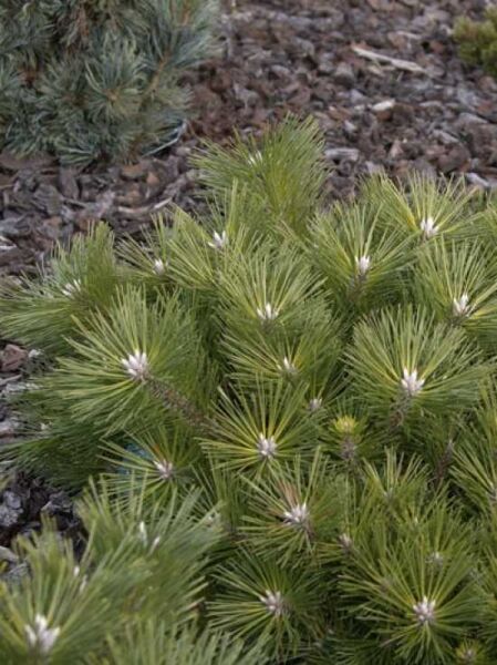Pinus thunbergii 'Banshosho' / Japanische Zwerg-Schwarzkiefer