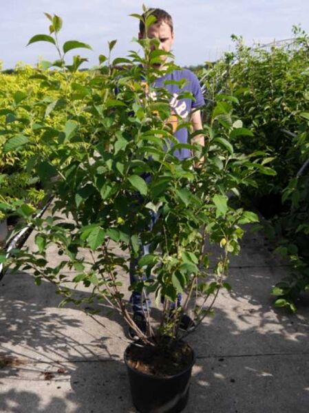 Halesia carolina (Schneeglöckchenbaum) 125-150 cm C20, mehrstämmiger Strauch im Container mit grünem Laub.
