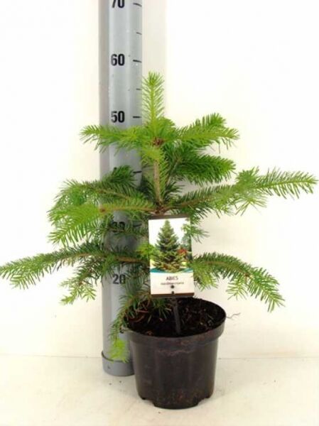 Abies nordmanniana / Nordmanns-Tanne / Kaukasus-Tanne