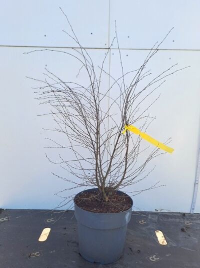 Betula pendula 'Trost's Dwarf' / Hänge-Birke Weiß-Birke, laubfreier Strauch im Topf C10, 60–80 cm, mit dünnen Trieben