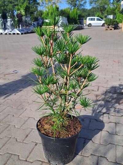 Kompakte japanische Schirmtanne 'Beauty Green' / Sciadopitys verticillata 'Beauty Green'