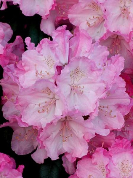 Rhododendron yakushimanum 'Polaris' / Rhododendron 'Polaris'