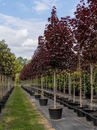 Blut-Ahorn / Schwarz-Ahorn 'Faassen's Black' - Acer platanoides 'Faassen's Black'