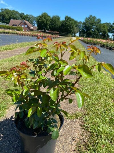 Edelrose 'Cherry Lady' ® / Edelrose 'Cherry Lady' ®