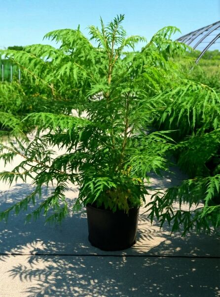 Rhus typhina 'Dissecta' Farnwedel-Sumach, geschlitztes grünes Laub, im C20-Topf, 125–150 cm Höhe