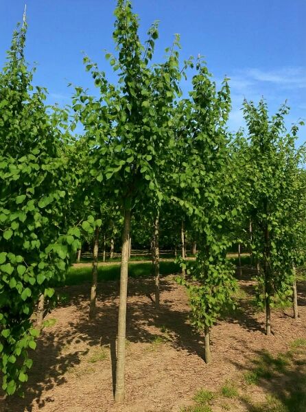 Judasblatt (Cercidiphyllum japonicum) Hochstamm 12-14, junger Baum mit grünem herzförmigem Laub und geradem Stamm