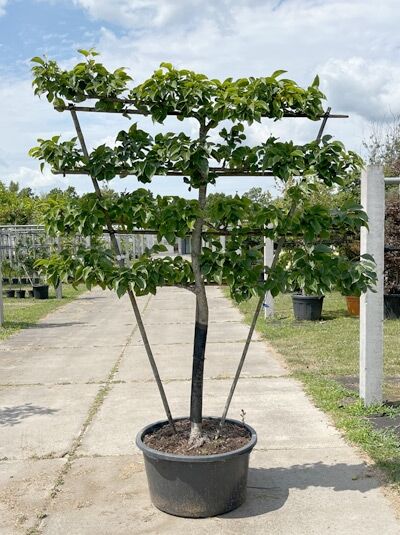 Nashi-Birnen Spalier 'Nijisseiki' H:100 B:160 T:20 (Stamm 90 cm) - Pyrus Pyrifolia 'Nijisseiki' (876057)