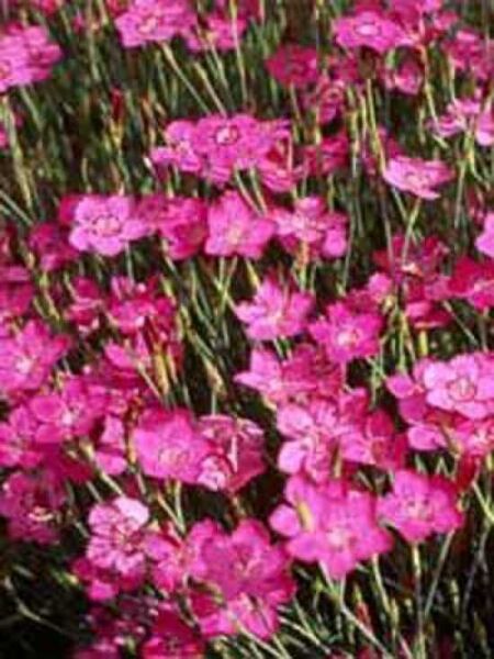 Dianthus deltoides 'Splendens' / Heidennelke