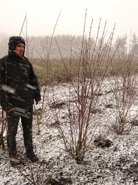 Cornus sanguinea (Roter Hartriegel) Strauch mit nackten Trieben, 175–200 cm, m. B. im Freilandbestand im Winter