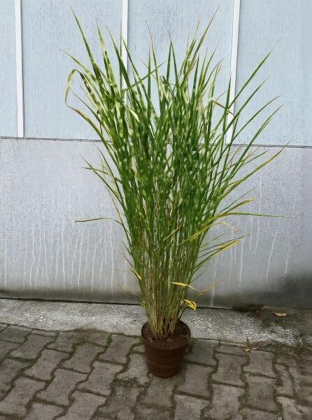 Zebra-Chinaschilf Miscanthus sinensis 'Zebrinus' C5, horstig wachsendes Ziergras im Topf mit grün-gelb gestreiften Blättern.