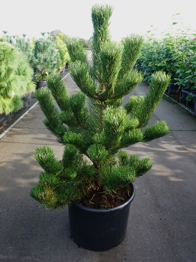 Pinus nigra 'Oregon Green' / Österreichische Schwarz-Kiefer 'Oregon Green', 100-125 cm, C25, im Topf, kompakter Wuchs mit Nadeln