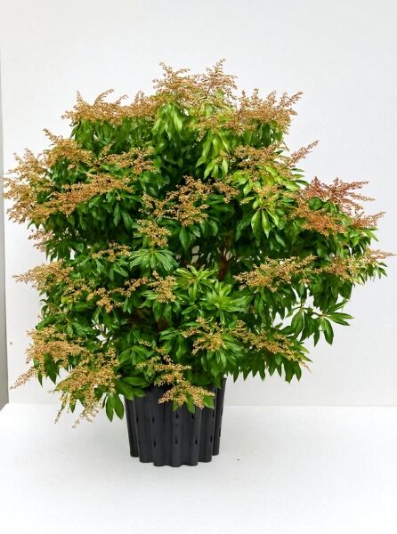 Pieris japonica 'Bonfire' / Japanische Lavendelheide 'Bonfire' 80-100 cm C20, buschiger Strauch im Container mit Blütenrispen