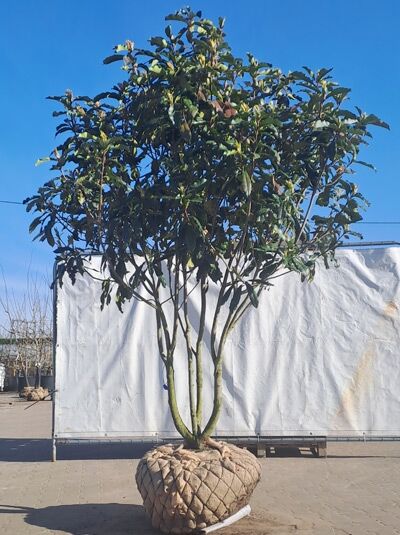 Glanzmispel &#039;Crunchy&#039; 225-250 cm Schirmform mehrstämmig / Photinia serratifolia &#039;Crunchy&#039; (874427)