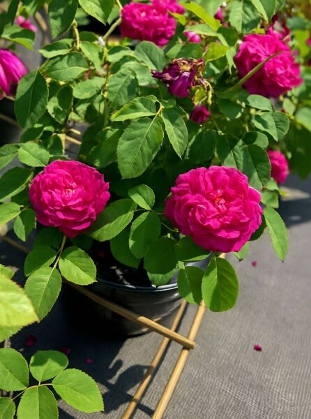 Rosa 'Rose de Resht' / Strauchrose 'Rose de Resht' mit gefüllten, pinkfarbenen Blüten und grünem Laub im Topf