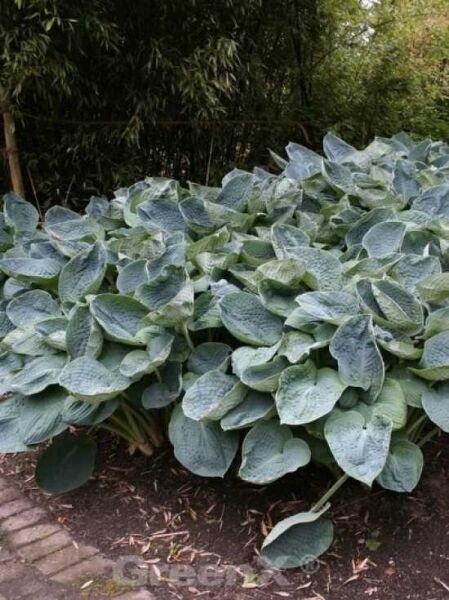 Große Blaublatt-Funkie 'Big Daddy' (Hosta sieboldiana) mit großen, blaugrünen, herzförmigen Blättern in dichter Horstform.