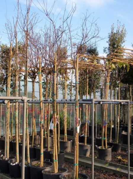 Roter Fächer-Ahorn Acer palmatum 'Fireglow' auf Stamm, 180 cm Stamm, Container C35, mehrstämmig im Topf mit kahlen Zweigen