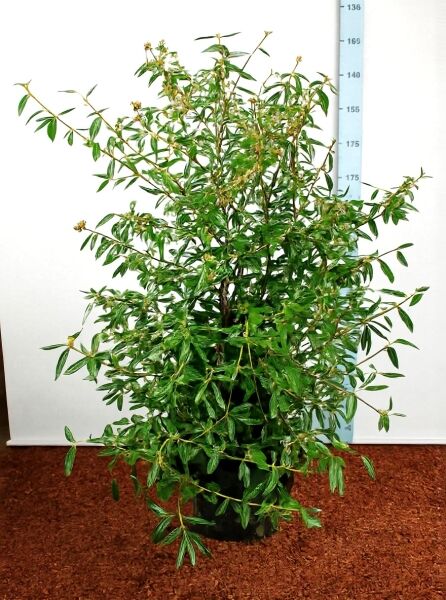 Viburnum 'Pragense' (Prager Schneeball) 125-150 cm C35, buschiger Strauch im Container mit grünem Laub.