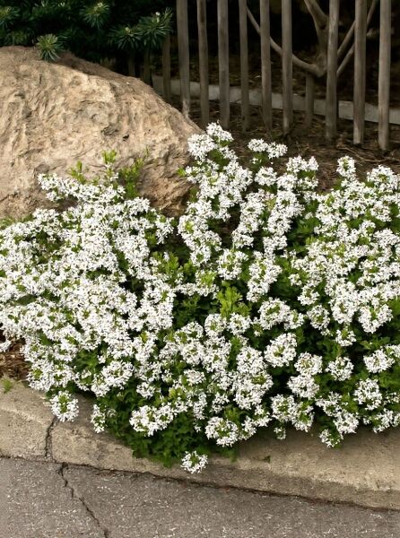 Seidelbast 'Astrid' (Daphne burkwoodii 'Astrid') als niedriger Strauch mit zahlreichen weißen Blüten und grünem Laub.