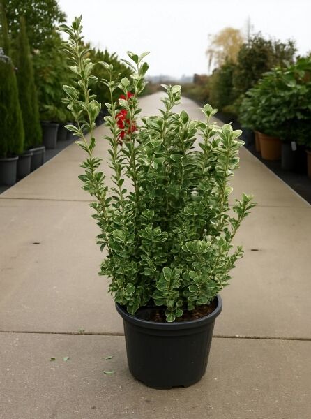 Japanischer Spindelstrauch Euonymus japonicus 'Albomarginatus' 60-80 cm C15 im Topf, grün-weiß panaschiertes Laub, aufrecht wachsend.