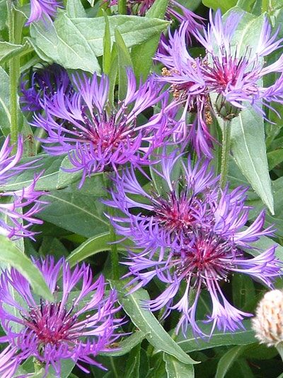 Berg-Flockenblume - Centaurea montana