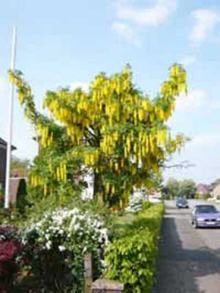 Edel-Goldregen / Laburnum watereri 'Vossii'