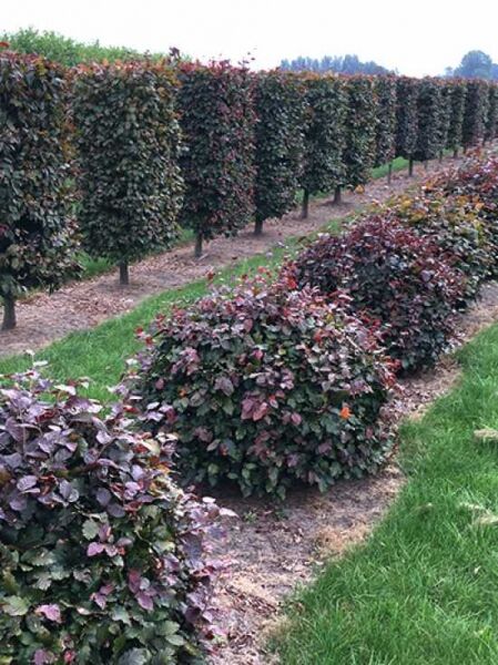 Blutbuche Kugel (Fagus sylvatica 'Purpurea'), 80-100 cm m. B., kugelförmiger Strauch mit dunkelrotem Laub in Reihenpflanzung