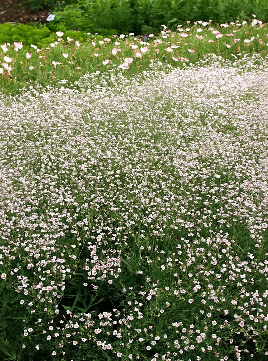 Kriechendes Schleierkraut 'Pink Star' - Gypsophila x repens 'Pink Star'