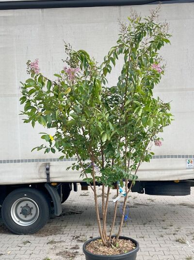 Chinesische Kräuselmyrte 'Muskogee' 200-250 cm 'mehrstämmig' / Lagerstroemia indica 'Muskogee' (1577314)