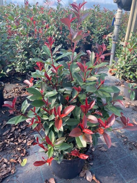 Photinia fraseri 'Devil's Dream®' / Glanzmispel 'Devil's Dream®' 60-80 cm C5 im Topf mit grünem Laub und rotem Austrieb