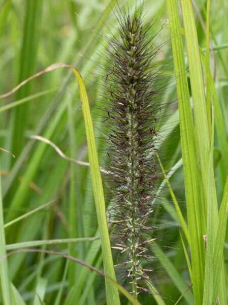 Federborstengras 'National Arboretum' / Pennisetum alopecuroides 'National Arboretum'