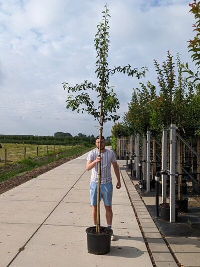 Pyrus communis 'Köstliche von Charneux' / Bürgermeisterbirne 'Köstliche von Charneux' Hochstamm 8-10 StU im Container, Baum mit Stamm und Krone